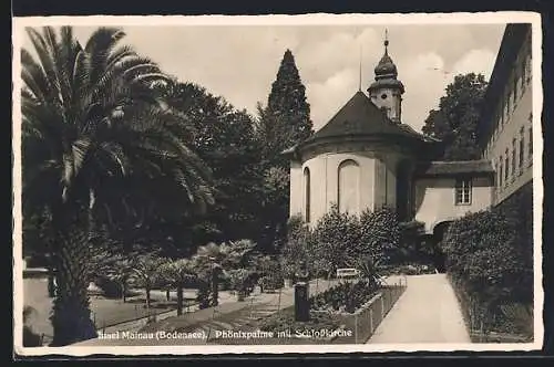 AK Insel Mainau /Bodensee, Phönixpalme mit Schlosskirche