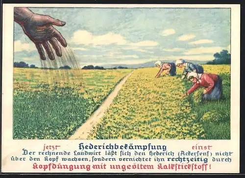 AK Hederichbekämpfung mit ungeöltem Kalkstickstoff einst und jetzt, Reklame