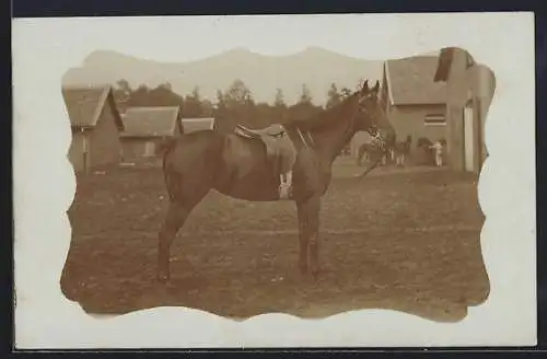 Foto-AK Pferd mit Sattel im Passepartout