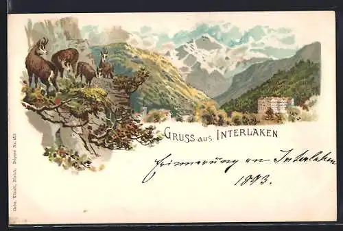 AK Interlaken, Gemsen auf dem Felsvorsprung, Hotel um 1900