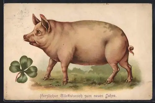 AK Schwein auf einer Wiese mit Kleeblatt