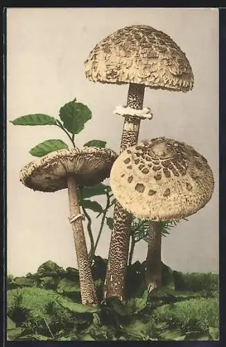 AK Gruppe von drei Pilzen, Parasole