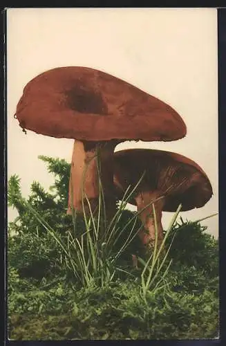 AK Pilz, Brätling Lactarius volemus, Essbar