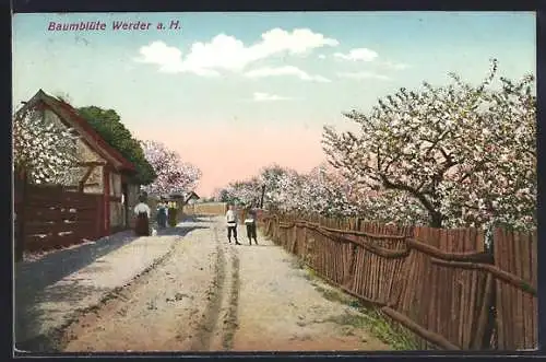 AK Werder / Havel, Ortsansicht in der Baumblüte