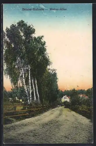 AK Briese b. Birkenwerder, Motiv der Birkenallee