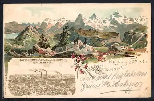 Lithographie Bern, Berner Oberland mit Gemsen, Gebirgspanorama, Reklame für Hoffmanns Stärkefabriken Salzuflen um 1900