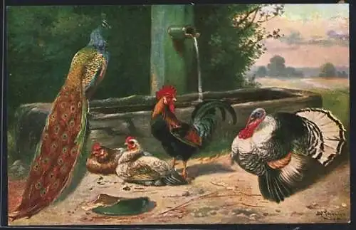 Künstler-AK Alfred Schönian: Pfau mit Hahn, Hennen und Truthahn am Brunnen