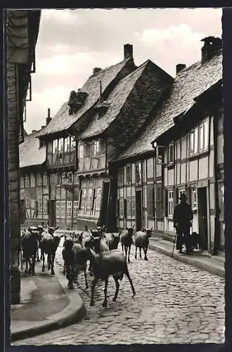 AK Goslar /Harz, Hirte mit seinen Tieren in der Peterstrasse