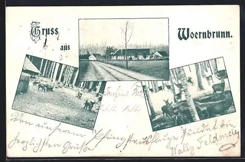 AK Woernbrunn, Rehe, Wildscheine, Ortsansicht