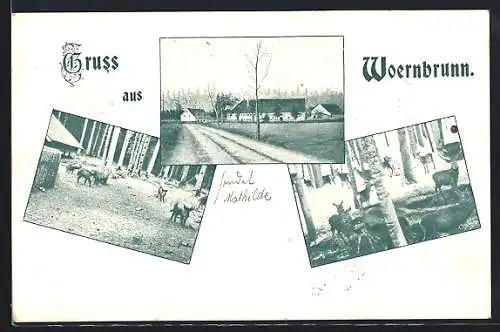 AK Woernbrunn, Rehe, Wildscheine, Ortsansicht