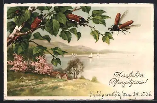 AK Pfingstgruss, Maikäfer, Birkenast