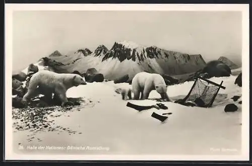 AK Leipzig, Intern. Pelz- & Jagd-Ausstellung 1930, Halle der Nationen: Dänische Ausstellung, Eisbären mit Junges