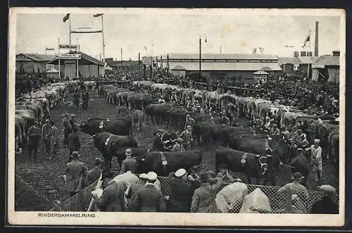 AK Erfurt, 1. Reichsnährstands-Ausstellung 1934, Rindersammelring, Dorfkino