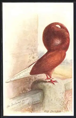 Künstler-AK Taube der Rasse Red Jacobin