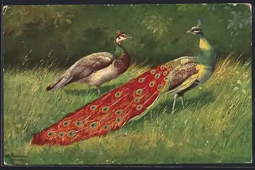 Künstler-AK Alfred Schönian: Pfauen auf der Wiese