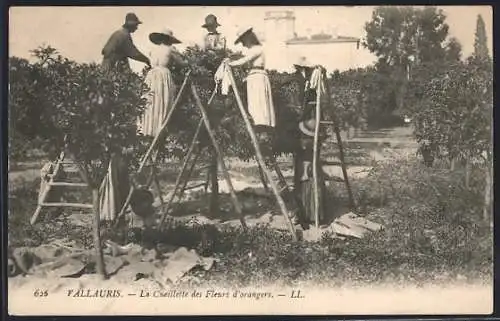 AK Vallauris, La Cueillette des Fleurs d`orangers