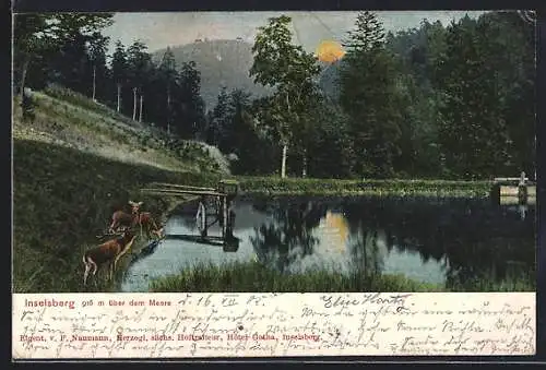 AK Inselsberg, Hirsch und Rehe am Seeufer