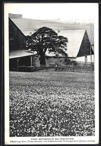 AK Drebach im Sächs. Erzgebirge, Zwei Botanische Seltenheiten, Die 400 Jährige Elbe neben wildwachsenden Frühlingssafran