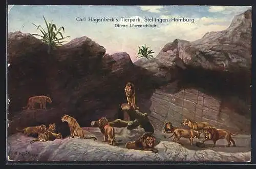 Künstler-AK Hamburg-Stellingen, Carl Hagenbeck`s Tierpark, Offene Löwenschlucht
