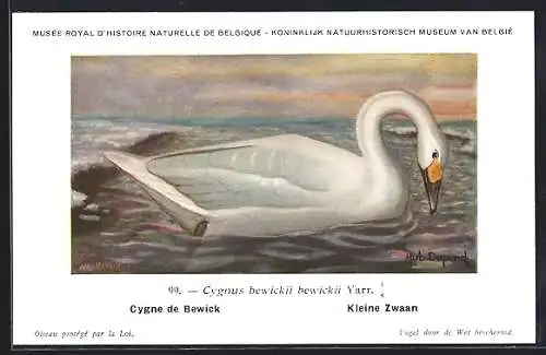 Künstler-AK Hubert Dupond: Musée Royal d'Histoire Naturelle de Belgique, Vogel-Serie: Kleine Zwaan