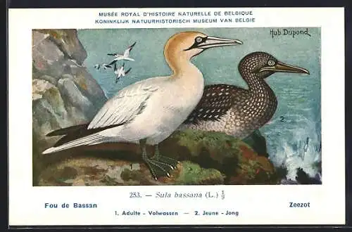 Künstler-AK Hubert Dupond: Basstölpel mit Jungvogel