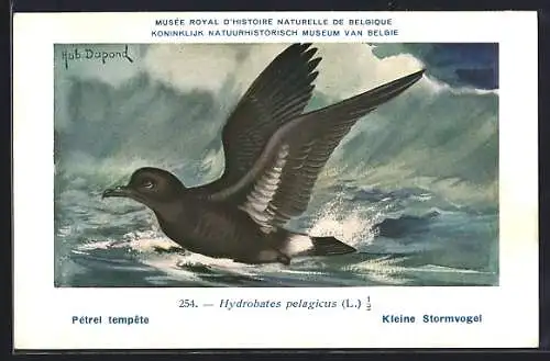Künstler-AK Hubert Dupond: Musée Royal d'Histoire Naturelle de Belgique, Vogel-Serie: kleine Stormvogel