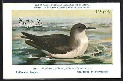 Künstler-AK Hubert Dupond: Musée Royal d'Histoire Naturelle de Belgique, Vogel-Serie: Noordsche Pijstormvogel