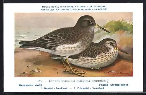 Künstler-AK Hubert Dupond: Calidris maritima maritima, Bécasseau