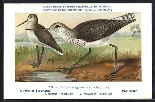 Künstler-AK Tringa stagnatilis, Chevalier stagnatile, Poelruiter