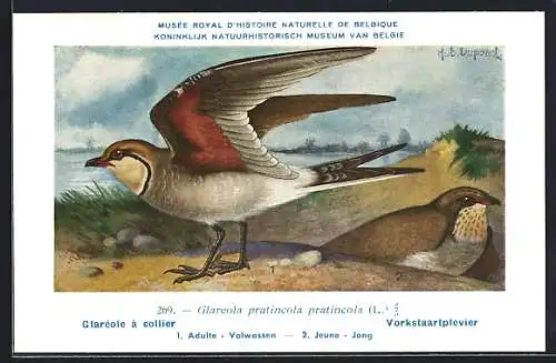 Künstler-AK Hubert Dupond: Rotflügel-Brachschwalbe am Wasser