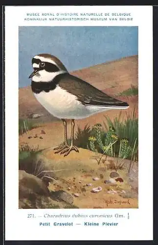 Künstler-AK Hubert Dupond: Petit Gravelot, Kleine Plevier, Vogel