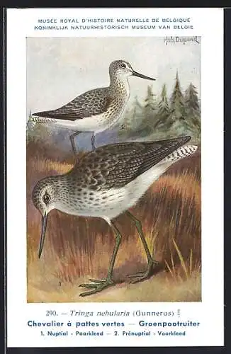 Künstler-AK Chevalier a pattes vertes, Groenpootruiter