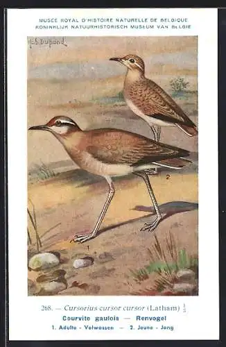 Künstler-AK Hubert Dupond: Renvogel