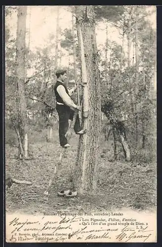 AK Landes, Forstarbeiter bei der Gewinnung von Harz an einem Baum im Wald