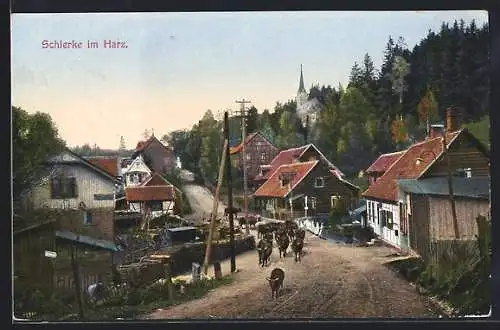 AK Schierke, Gesamtansicht mit Kuhherde auf der Strasse