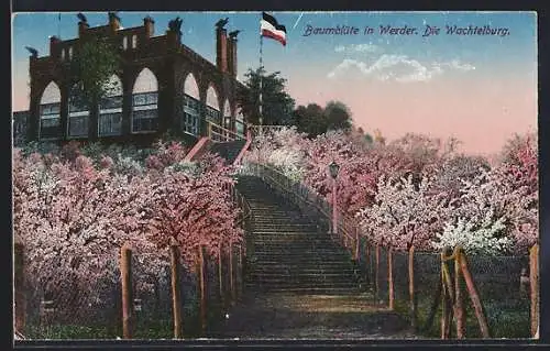 AK Werder / Havel, Wachtelburg während der Baumblüte