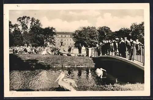 AK Berlin-Friedrichsfelde, Schaulustige bei den Pelikanen im Tierpark