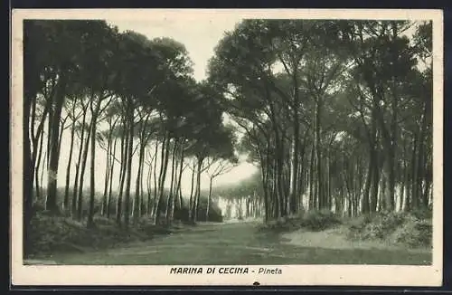 AK Marina di Cecina, Pineta