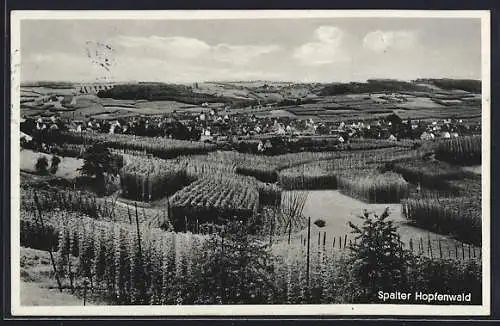 AK Spalt, Gesamtansicht vom Hopfenwalt