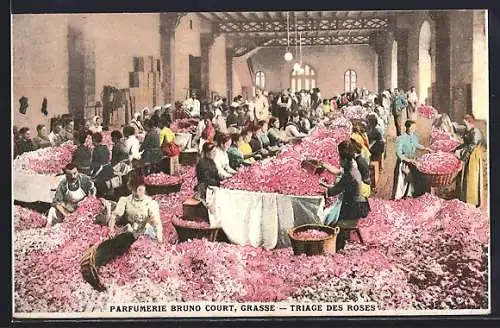 AK Grasse, Parfumerie Bruno Court, Triage des roses