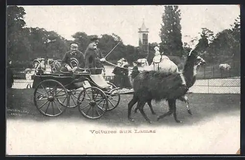 AK Paris, Jardin Zoologique d`Acclimatation, La Voiture aux Lamas, Wärter mit Lamagespann