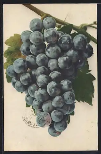 AK Eine Traube blauer Wein