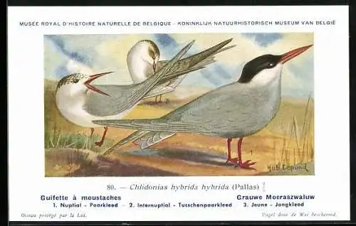 Künstler-AK Hubert Dupond: Drei Möwen am Strand