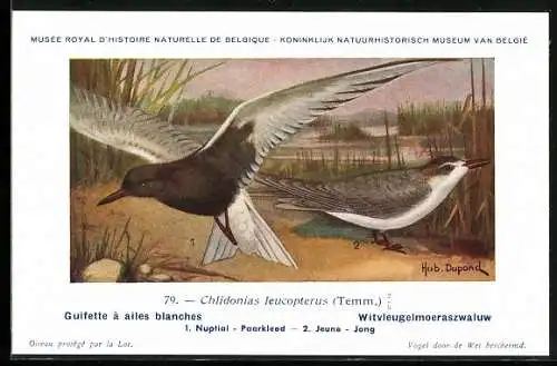 Künstler-AK Hubert Dupond: Weissflügelseeschwalbe am Ufer