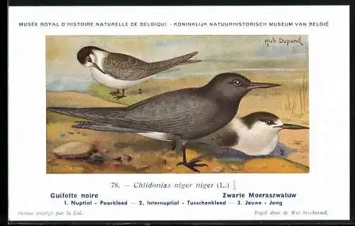 Künstler-AK Hubert Dupond: Vogel der Art Chlidonias niger niger, Männchen und Weibchen