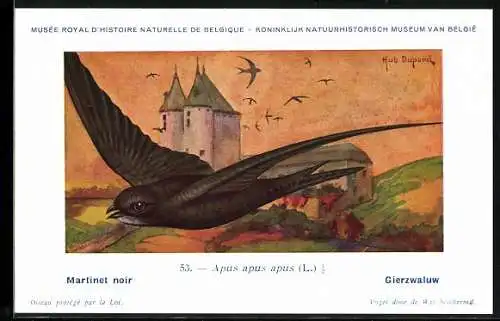 Künstler-AK Hubert Dupond: Mauersegler im Flug