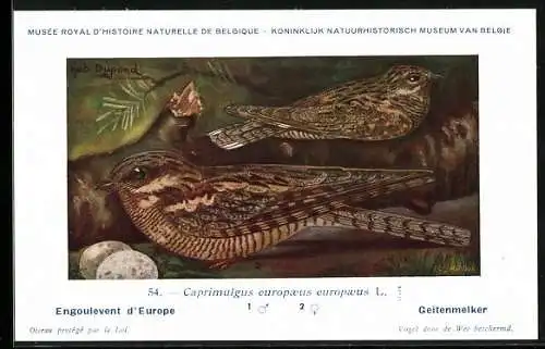 Künstler-AK Hubert Dupond: Engoulevent d`Europe, Caprimulgus europaeus europaeus, Vogel