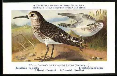 Künstler-AK Hubert Dupond: Musée Royal d'Histoire Naturelle de Belgique, Vogel-Serie: Breedbekstrandlooper