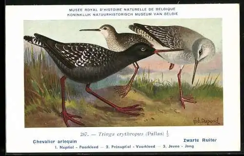 Künstler-AK Hubert Dupond: Musée Royal d'Histoire Naturelle de Belgique, Vogel-Serie: Zwarte Ruiter