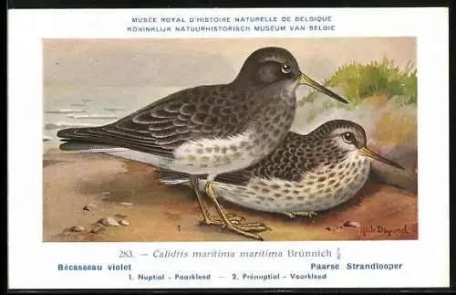 Künstler-AK Hubert Dupond: Calidris maritima maritima, Bécasseau